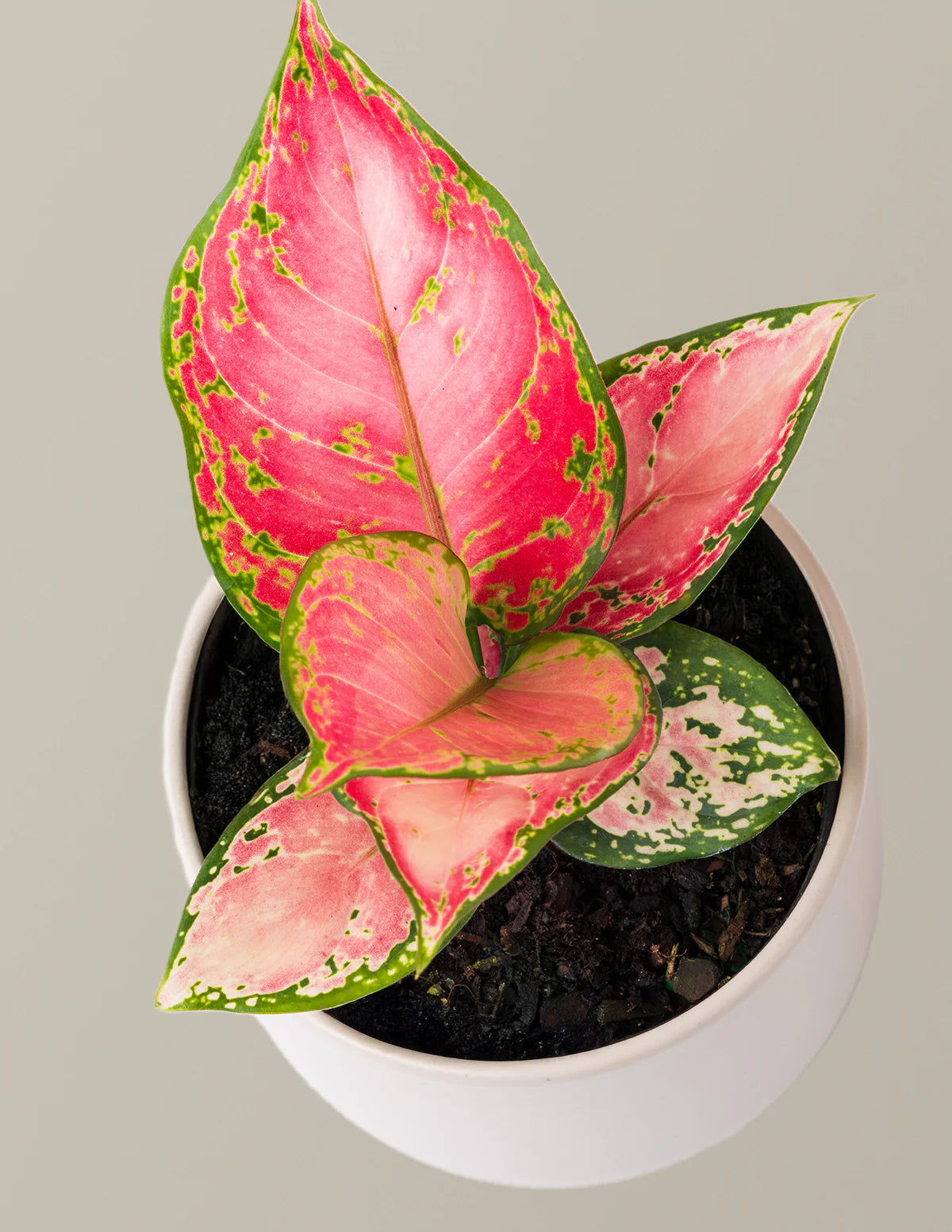 Aglaonema Chanel – 6"