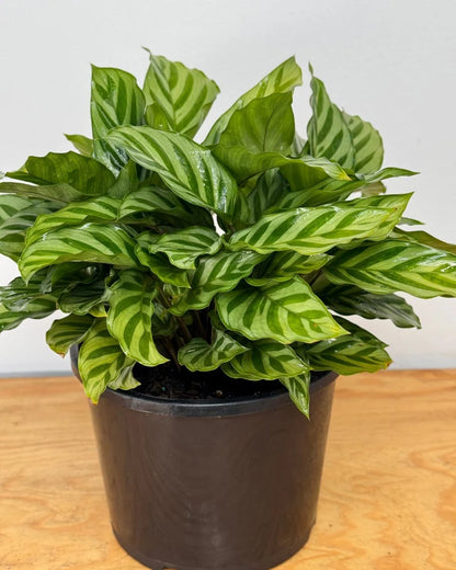 Calathea Freddy (Calathea concinna ‘Freddy’) – 6"