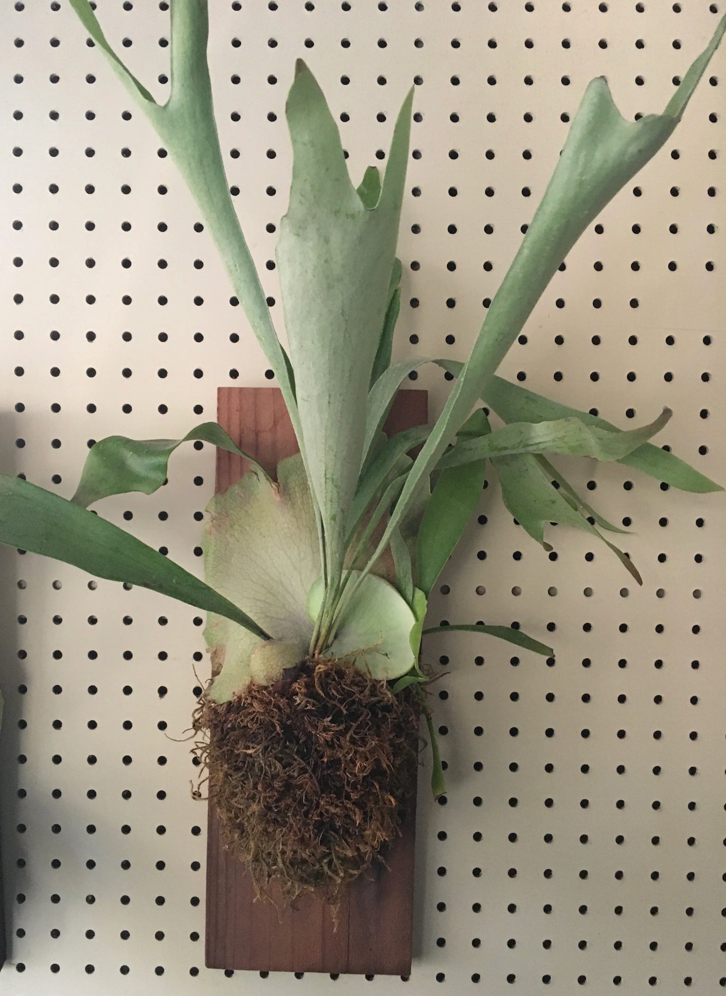 Platycerium (Staghorn ferns)  6"