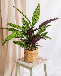 Calathea Lancifolia (Rattlesnake Plant) – 6"