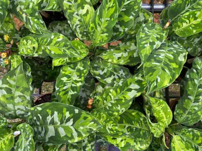 Aglaonema ‘Army’ — 6”
