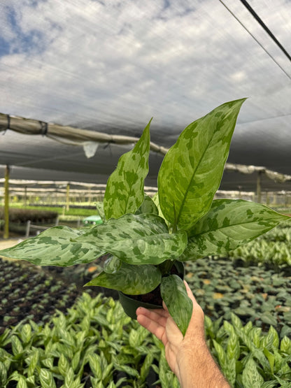 Aglaonema ‘Army’ — 6”